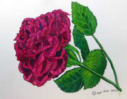 Rose by Hazel Galt